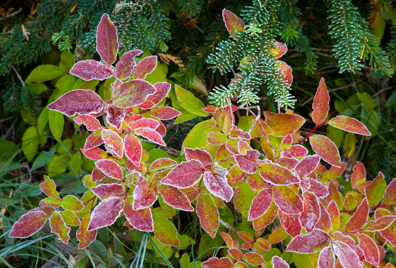 Frost Fringing Leaves